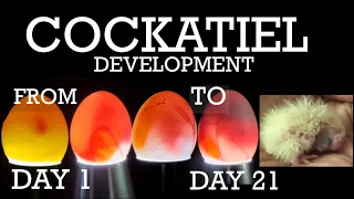 Cockatiel Egg Development From Day 1 To Day 21 Egg Hatch And First Hand Feed