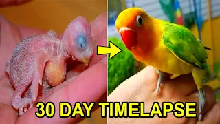 LOVEBIRD GROWTH STAGES | First 30 Days of Babies Timelapse