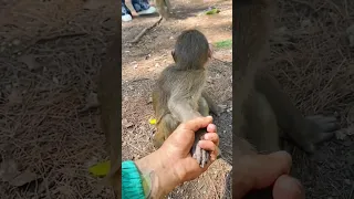 Little Cute Monkey Surprised 😜🤪 Monkey #shorts #animals #monkey