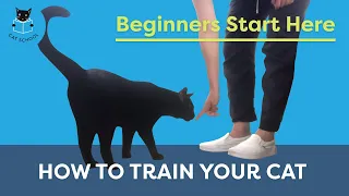 How To Train Your Cat: Beginners Start Here