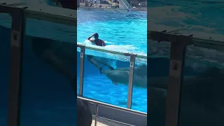 LIVE DOLPHIN SHOW 🌺🌹🌸🌼💦🌫️☃️☃️
