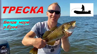 ТРЕСКА НА БЕЛОМ МОРЕ | мыс Керецкий, р.Ёрга. #рыболов_севера