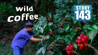 I harvested WILD COFFEE in the forest and made traditional coffee from scratch [Story 143]