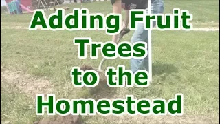 Adding Fruit Trees To The Homestead