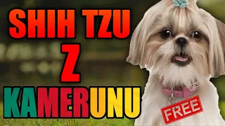 ZA DARMO - PIES SHIH TZU Z KAMERUNU - oszustwo nigeryjskie