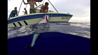 Spearfishing with Cameron Kirkconnell - World Record Dogtooth Tuna 241 lbs