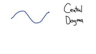 The Central Dogma: Transcription and Translation