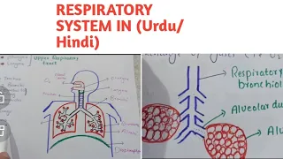 Respiratory system anatomy and physiology in Hindi and Urdu||Organ|| structure || functions .