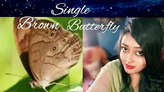 Seeing Single Brown Butterfly meaning in Hindi 🦋 |  @BeHappyAndPositive04| #Brownbutterfly