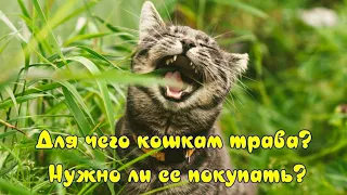 Для чего кошкам трава и нужно ли ее покупать  Why do cats need grass and whether to buy it