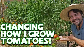 How I Grow Tomatoes: What's Changed And What's Working