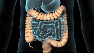 Endoscopia del Tracto Gastrointestinal Inferior