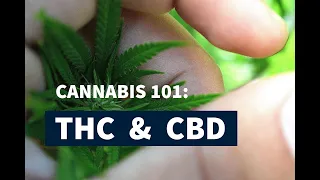 Cannabis 101: Cannabinoids - THC & CBD - [QUANTUM 1]