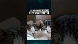 İslamiyet'te kediler neden önemli bir yere sahip? Hz. Muhammed ve kedisi fıkıh kitaplarında ...