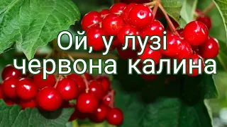 ОЙ, У ЛУЗІ ЧЕРВОНА КАЛИНА