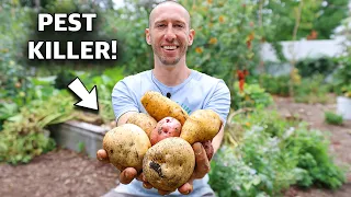 I WEAPONIZED POTATOES TO FIGHT PESTS IN THE GARDEN!!