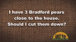 Q&A - Should I Cut Down Bradford Pear Trees?