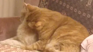 Orange Tabby Love