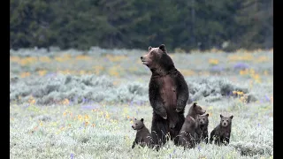 Wildlife Photography-Grizzly 399-4 cubs-The Stand-Jackson Hole/Grand Teton Park/Yellowstone Park