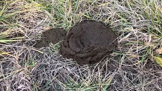 Manure piles are perfect, Greg explains how to read them for excellent daily animal performance.