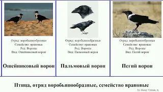 Птица, отряд воробьинообразные, семейство врановые сойка ворон свистун сорока разноцветная ворона