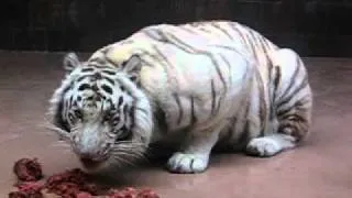 Tiger Eat