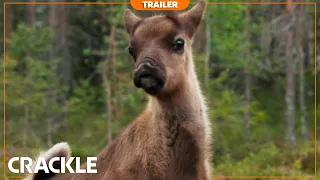 A Reindeer's Journey | Trailer - Watch Free on Crackle Dec 1