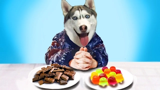 Обычная Еда против Мармелада Челлендж с Собакой! №1 Real Food vs Gummy Food - Candy Challenge