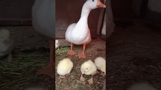 #white duck King size duck breed super and active chick's