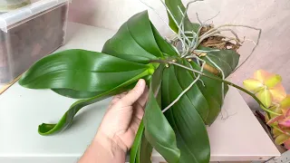 Do NOT transplant orchids and what will happen in 7 years / how to find out the age of an orchid