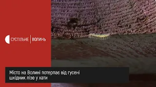 Місто на Волині потерпає від гусені: шкідник лізе у хати