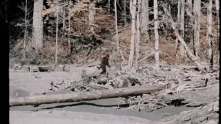 Asian Bigfoot