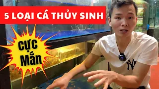 5 loài cá thủy sinh cực "MẮN" khi nuôi | Nguyễn Du aqua