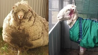 Sheep Looks Unrecognizable After 80 Pounds of Wool is Sheared