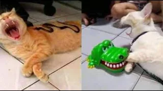 Funny Animal Videos 2022 😂 - Funniest Cats And Dogs Videos 😺😍Part #12 |Wow Animals|