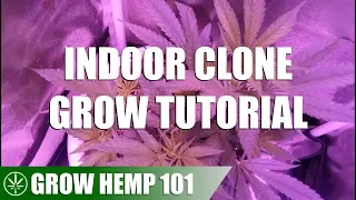 Indoor Clone Timelapse Grow Tutorial