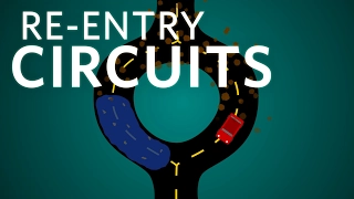 Cardiology: Re-entry Circuits #cardiology #ubcmedicine