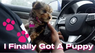 I FINALLY GOT A PUPPY | YORKIE PUPPY | 8 HOUR DRIVE WITH 8 WEEK OLD PUPPY | SQUATSNSPLITS
