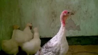 This rooster tried to rape this turkey hen silky hen