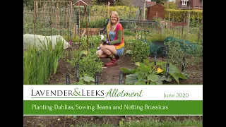 Lavender and Leeks Allotment - June 2020 - Planting Dahlias, Sowing Beans and Netting Brassicas