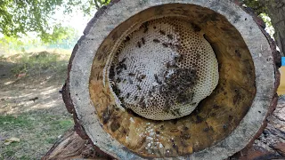 Самый настоящий мёд 🍯. Борть. Колода для пчел.