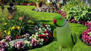 Parrot talking video | parrot sound | Tanishu Singh Miniature | @ParroTube