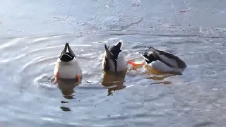 ducks diving competition