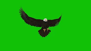 LANDING EAGLE GREEN SCREEN