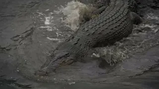 SALTWATER CROCODILES running in SINGAPORE