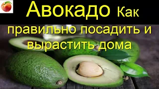 Авокадо  из косточки как посадить  Вырастить Секрет  Avocado how to plant avocado