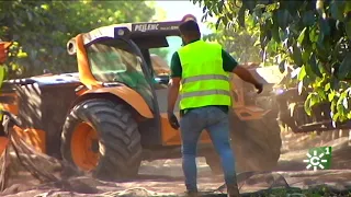 Nuez pecana: recolección y envasado en Palma del Rio (Córdoba)