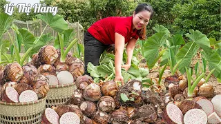 Harvesting Taro & Goes to the Market Sell - Harvesting & Cooking || Ly Thi Hang || Daily Life