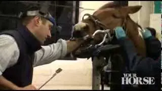 12 hours in equine A&E | Your Horse