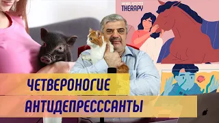 Как котики и свинки помогают в борьбе с депрессией?